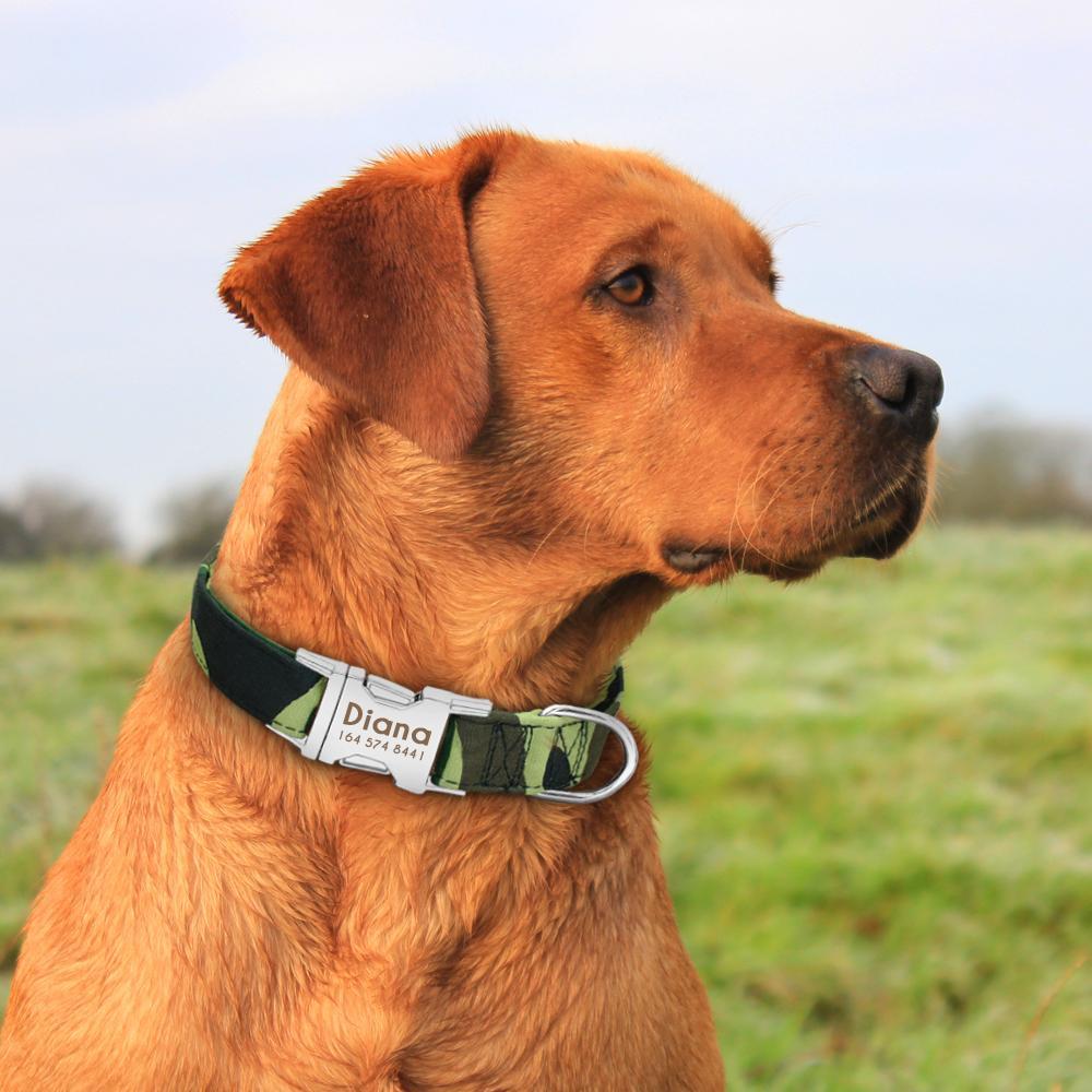 Personalized Dog Collar